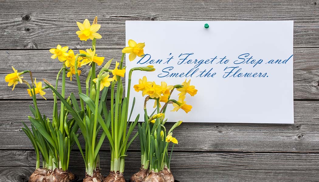 Message And Spring Daffodils